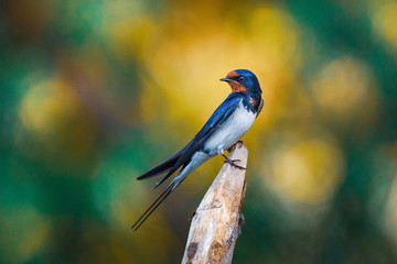 Barn swallow, Hirundo rustica with beautiful background