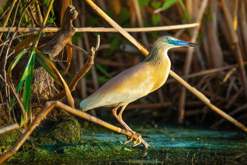 Yellow squacco heron in Danube Delta, Romania
