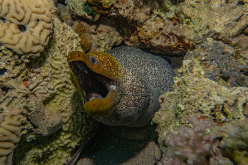 Moray eel Mooray lycodontis undulatus in the Red Sea, eilat israel