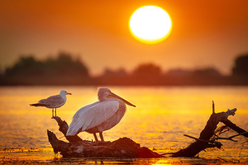 Dalmatian pelican and gull in Danube delta