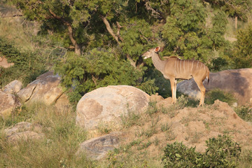 Großer Kudu / Greater Kudu / Tragelaphus strepsiceros.