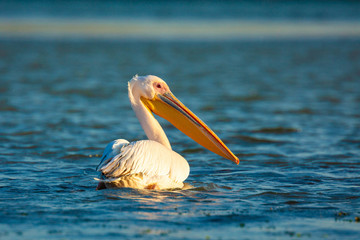 Pelican in Danube Delta, Romania