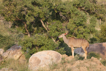 Großer Kudu / Greater Kudu / Tragelaphus strepsiceros.