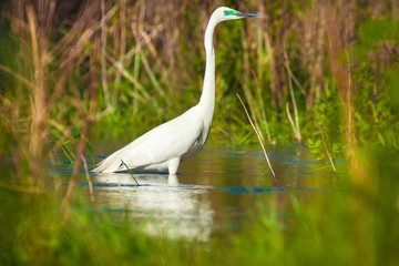 Great egret, Ardea alba in Danube Delta, Romania