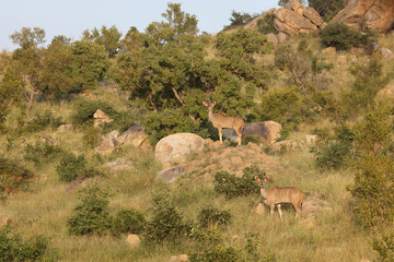 Großer Kudu / Greater Kudu / Tragelaphus strepsiceros.