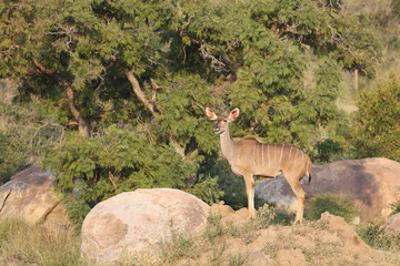Großer Kudu / Greater Kudu / Tragelaphus strepsiceros.