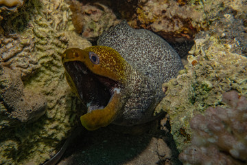 Moray eel Mooray lycodontis undulatus in the Red Sea, eilat israel