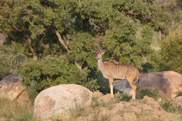 Großer Kudu / Greater Kudu / Tragelaphus strepsiceros.