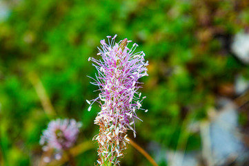 pink Plantago in Asiago