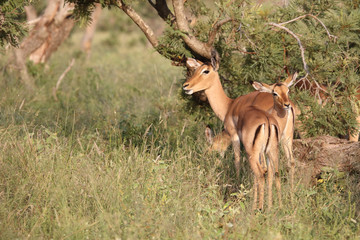 Schwarzfersenantilope / Impala / Aepyceros melampus..