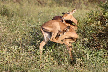 Schwarzfersenantilope / Impala / Aepyceros melampus..
