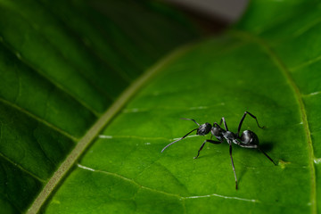 an ant on a leaf 