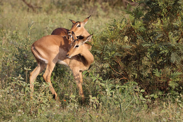 Schwarzfersenantilope / Impala / Aepyceros melampus..