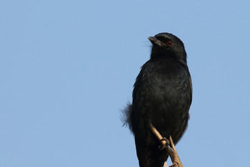 Gabelschwanzdrongo / Fork-tailed drongo / Dicrurus adsimilis.