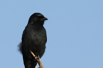 Gabelschwanzdrongo / Fork-tailed drongo / Dicrurus adsimilis.