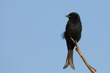 Gabelschwanzdrongo / Fork-tailed drongo / Dicrurus adsimilis.