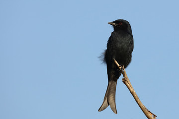 Gabelschwanzdrongo / Fork-tailed drongo / Dicrurus adsimilis.
