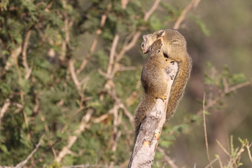 Ockerfußbuschhörnchen / Tree squirrel / Paraxerus Cepapi © Ludwig