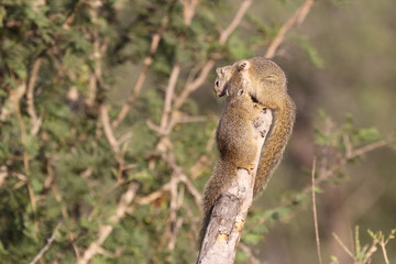 Ockerfußbuschhörnchen / Tree squirrel / Paraxerus Cepapi © Ludwig