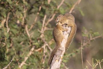 Ockerfußbuschhörnchen / Tree squirrel / Paraxerus Cepapi