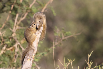 Ockerfußbuschhörnchen / Tree squirrel / Paraxerus Cepapi © Ludwig