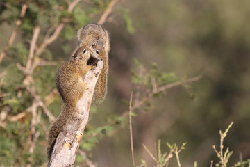Ockerfußbuschhörnchen / Tree squirrel / Paraxerus Cepapi © Ludwig