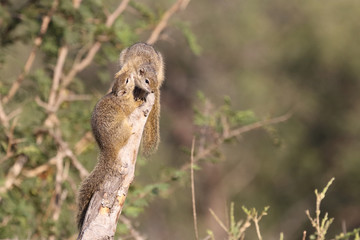 Ockerfußbuschhörnchen / Tree squirrel / Paraxerus Cepapi