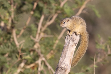 Ockerfußbuschhörnchen / Tree squirrel / Paraxerus Cepapi