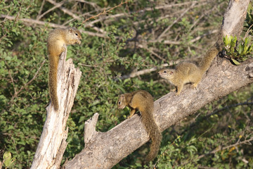 Ockerfußbuschhörnchen / Tree squirrel / Paraxerus Cepapi © Ludwig
