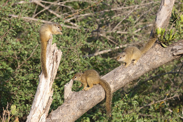 Ockerfußbuschhörnchen / Tree squirrel / Paraxerus Cepapi