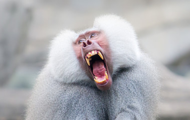 Baboon monkey Pavian, genus Papio screaming out loud with large open mouth and showing pronounced...