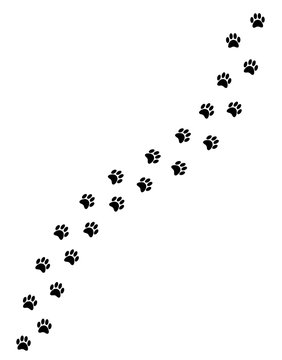 Vector black paw steps road isolated on white background