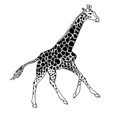 Vector black hand drawn african giraffe galloping isolated on white background