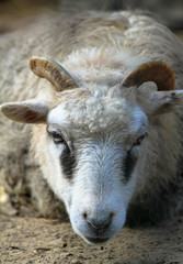 Close portrait of white goat with horns staring looking straight into the camera. Photo taken from a low angle close to the floor perspective.