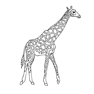 Vector black ink line hand drawn african giraffe isolated on white background