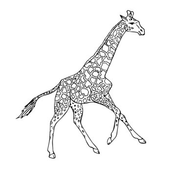 Vector black ink line hand drawn african giraffe running isolated on white background