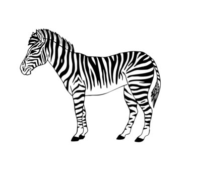 Vector black ink hand drawn doodle sketch zebra standing isolated on white background