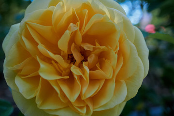 Rosa amarilla en el parque en primavera