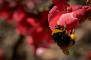 Una abeja recolectando nectar en primavera