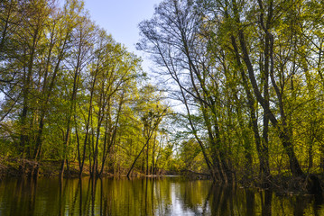 Fototapeta na wymiar trees reflecting in the water