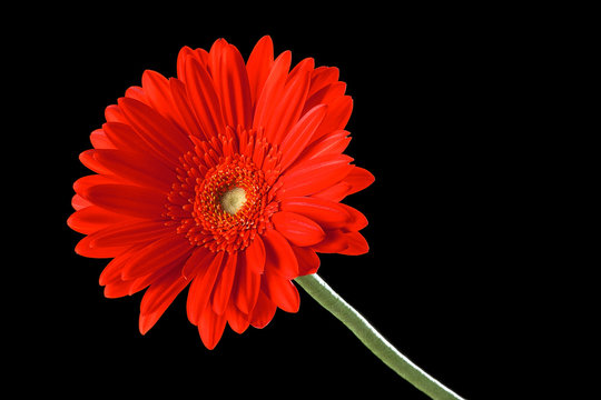 A single red Gerber daisy on a black background