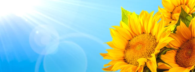 Foto auf Acrylglas Sunflower against blue sky © powerstock