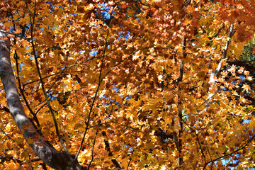 Red and yellow leaves in fall