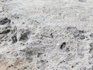 Black ant on a white porous stone, macro