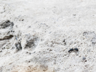 Black ant on a white porous stone, macro