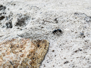 Black ant on a white porous stone, macro