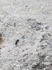 Black ant on a white porous stone, macro