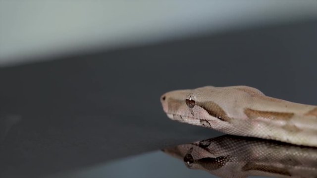 Snake moving across a table. Brown camouflaged Python sliding and moving across the table. Portrait of a pet snake. Cold blooded reptiles.  