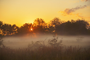 Naklejka premium sunset in the forest