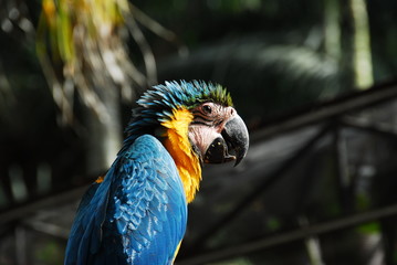 Macaw